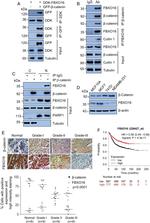 Fbxo16 Antibody in Western Blot, Immunoprecipitation (WB, IP)