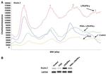 Ataxin 2 Antibody in Western Blot (WB)