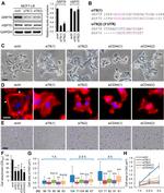 CD44var (v3) Antibody in Immunocytochemistry (ICC/IF)