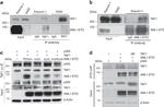 RUNX1/RUNX1T1 Antibody in Immunoprecipitation (IP)