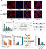 AGO2 Antibody in RNA Immunoprecipitation (RIP)