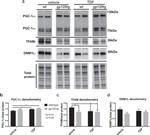 TFAM Antibody in Western Blot (WB)