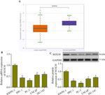 SOX30 Antibody in Western Blot (WB)