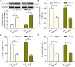 SOX30 Antibody in Western Blot (WB)