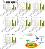 SOX30 Antibody in Western Blot (WB)