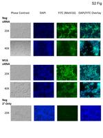 METT10D Antibody in Immunohistochemistry (IHC)