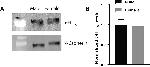 HTR1A Antibody in Western Blot (WB)