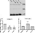Cofilin Antibody in Western Blot (WB)