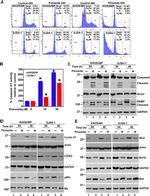 CDK6 Antibody in Western Blot (WB)