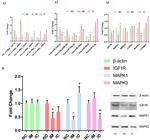 IGF1R (CD221) Antibody in Western Blot (WB)