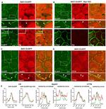 WDR1 Antibody in Immunocytochemistry (ICC/IF)