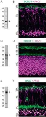 Cdc42EP4 Antibody in Western Blot (WB)