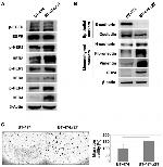 ErbB3 Antibody in Western Blot (WB)