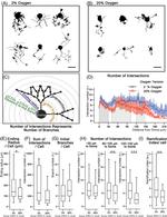 NF-H Monoclonal Antibody (RNF 405)