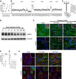 Fibulin 2 Antibody in Immunocytochemistry (ICC/IF)