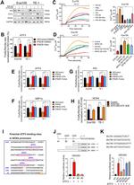 IFI6 Antibody in Western Blot (WB)