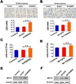 SLC16A4 Antibody in Western Blot (WB)
