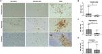 SIV nef Antibody in Immunohistochemistry (IHC)