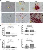 SIV nef Antibody in Immunohistochemistry (IHC)