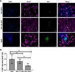 SIV nef Antibody in Immunohistochemistry (Paraffin) (IHC (P))
