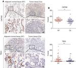 CMTM2 Antibody in Immunohistochemistry (IHC)