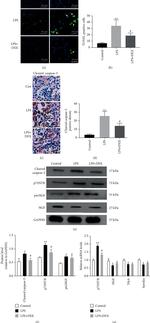 proNGF Antibody in Western Blot (WB)