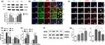 CD200R Antibody in Western Blot, Immunohistochemistry (PFA fixed) (WB, IHC (PFA))