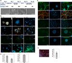MAP2 Antibody in Immunocytochemistry (ICC/IF)