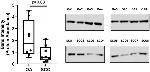 LDHC Antibody in Western Blot (WB)