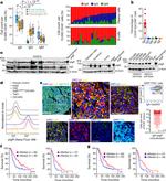 PIGR Antibody in Flow Cytometry (Flow)