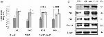 PPARGC1A Antibody in Western Blot (WB)