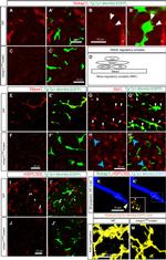 ABI1 Antibody in Immunocytochemistry (ICC/IF)