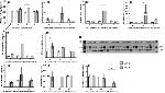 ORAI1 Antibody in Western Blot (WB)