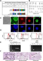 OCT4 Antibody in Immunocytochemistry (ICC/IF)