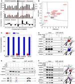 FAM83D Antibody in Western Blot (WB)