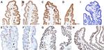 GNAQ Antibody in Immunohistochemistry (IHC)