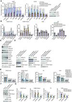 PCGF1 Antibody in Western Blot (WB)
