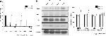 DNA2 Antibody in Western Blot (WB)