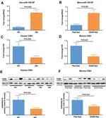 CIS Antibody in Western Blot (WB)