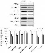 OxPhos Rodent WB Antibody in Western Blot (WB)