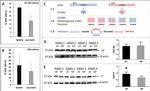 LDHA Antibody in Western Blot (WB)