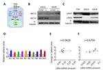 LDHA Antibody in Western Blot (WB)