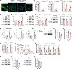 Cyclin B1 Antibody in Flow Cytometry (Flow)