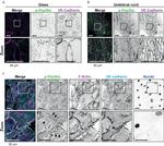 Phospho-Paxillin (Tyr118) Antibody in Immunocytochemistry (ICC/IF)