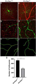 Connexin 36 Antibody in Immunocytochemistry (ICC/IF)