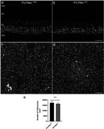 Connexin 36 Antibody in Immunohistochemistry (PFA fixed) (IHC (PFA))