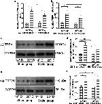 TRPV1 Antibody in Western Blot (WB)
