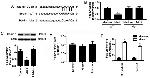 AGO2 Antibody in RNA Immunoprecipitation (RIP)
