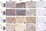 ABCG1 Antibody in Immunohistochemistry (IHC)