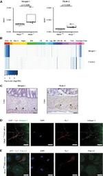 Fibulin 2 Antibody in Immunohistochemistry (IHC)